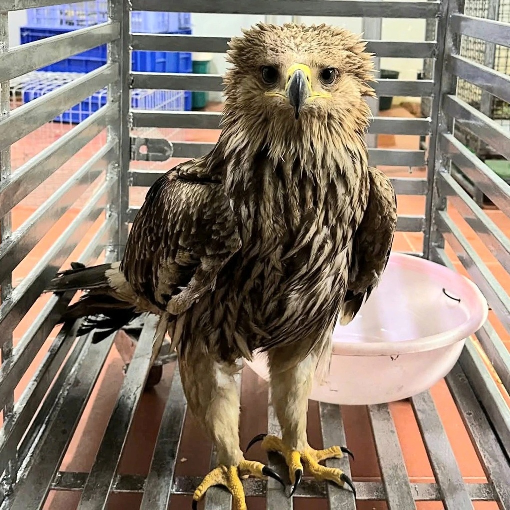 Phát hiện đại bàng nâu quý hiếm bị thương, người dân giao nộp công an - 1