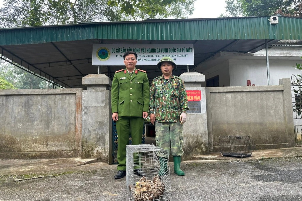 Phát hiện đại bàng nâu quý hiếm bị thương, người dân giao nộp công an - 2