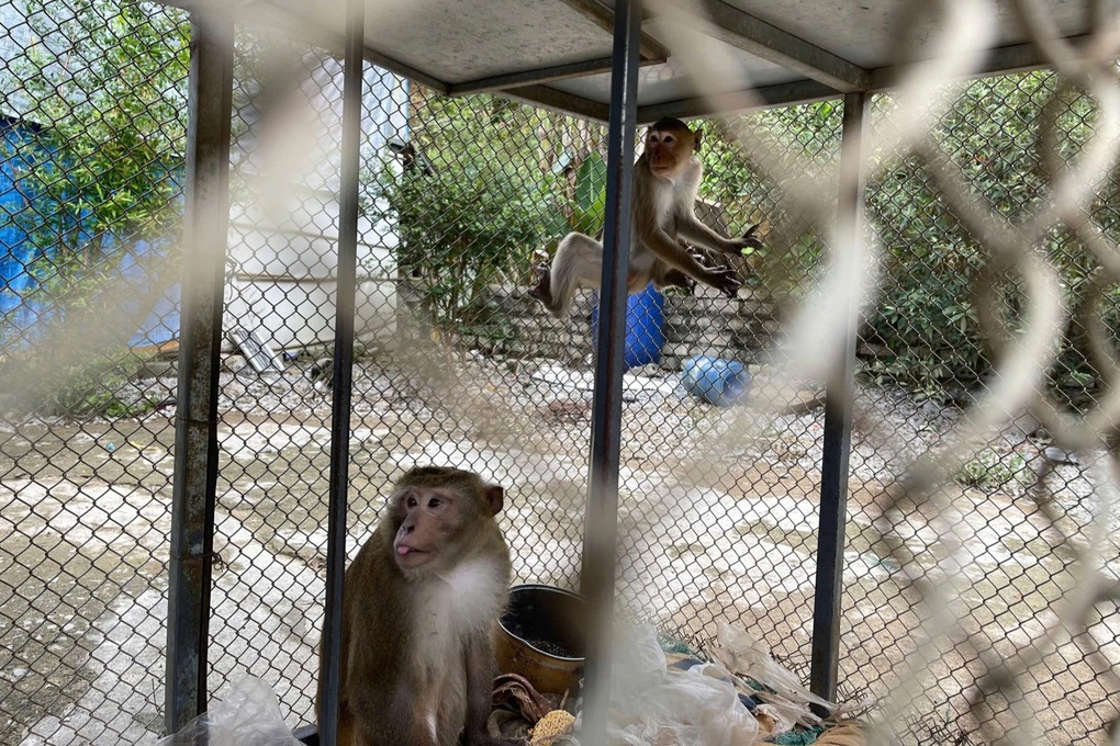 Người dân giao nộp 2 cá thể khỉ quý hiếm - 2 Người dân giao nộp 2 cá thể khỉ quý hiếm - 2