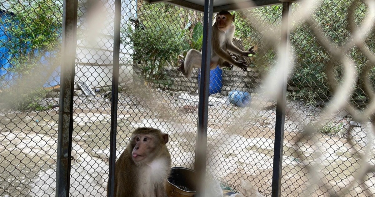 Người dân giao nộp 2 cá thể khỉ quý hiếm