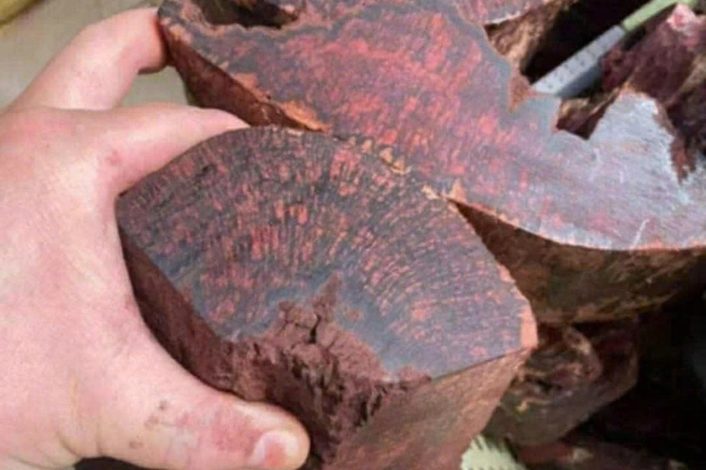 Loại gỗ tạp được mua với giá 3 triệu đồng/kg, dân đổ xô vào rừng săn tìm - 2 Loại gỗ tạp được mua với giá 3 triệu đồng/kg, dân đổ xô vào rừng săn tìm - 2