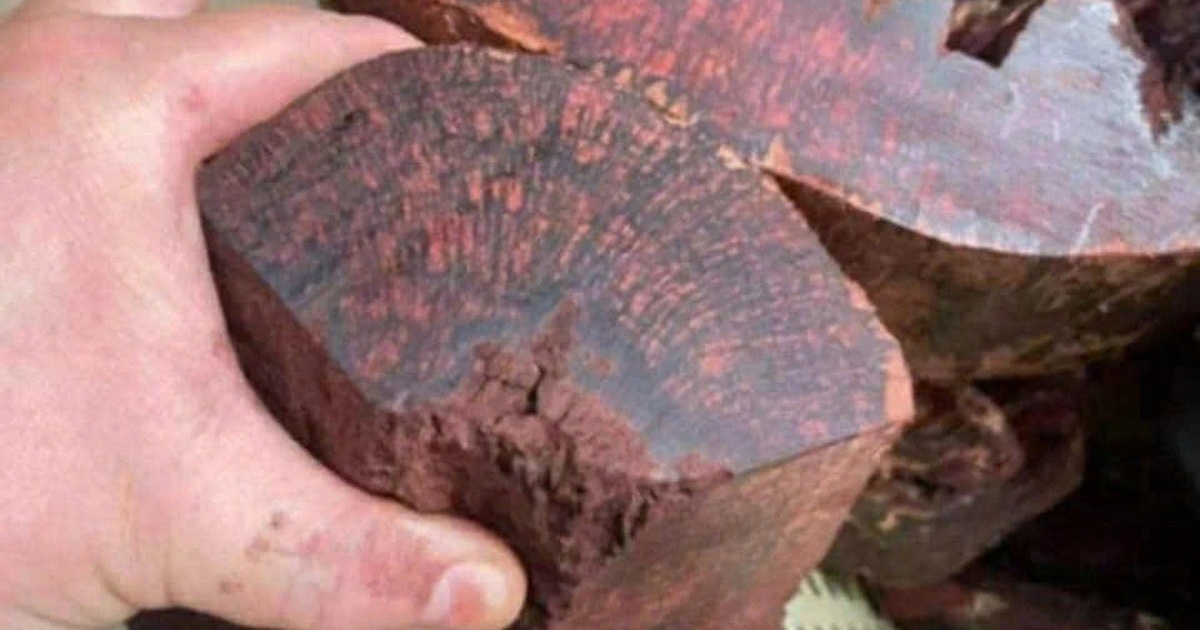 Loại gỗ tạp được mua với giá 3 triệu đồng/kg, dân đổ xô vào rừng săn tìm