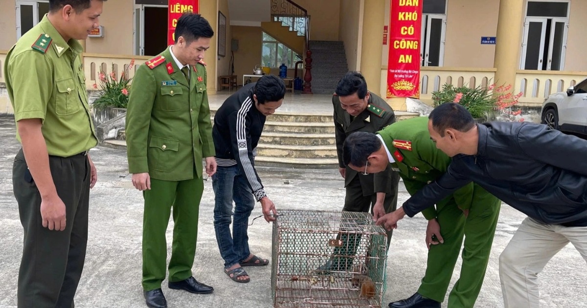 Người dân giao nộp trăn gấm và 2 cá thể cu li quý hiếm