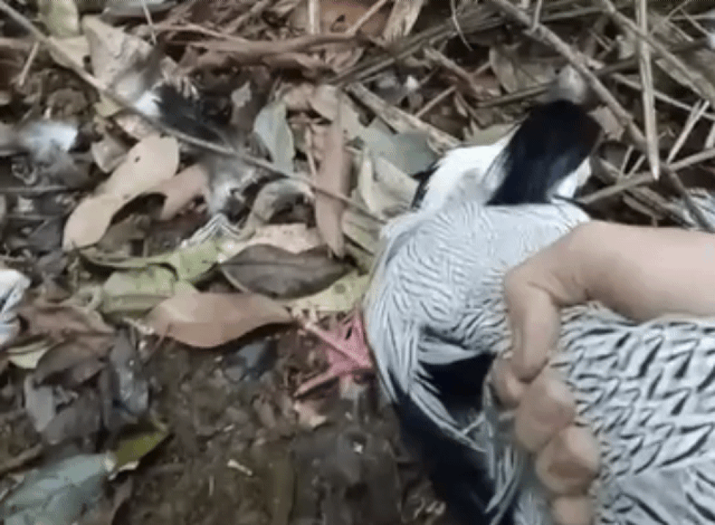 Phát hiện gà lôi trắng mắc bẫy, người đàn ông làm điều bất ngờ - 1