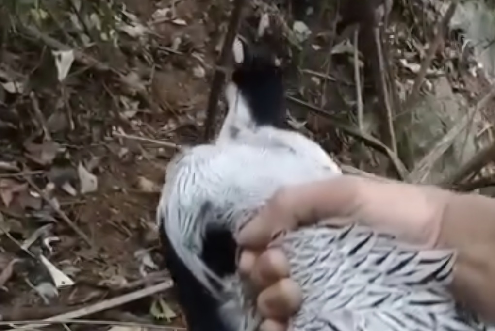 Phát hiện gà lôi trắng mắc bẫy, người đàn ông làm điều bất ngờ - 2