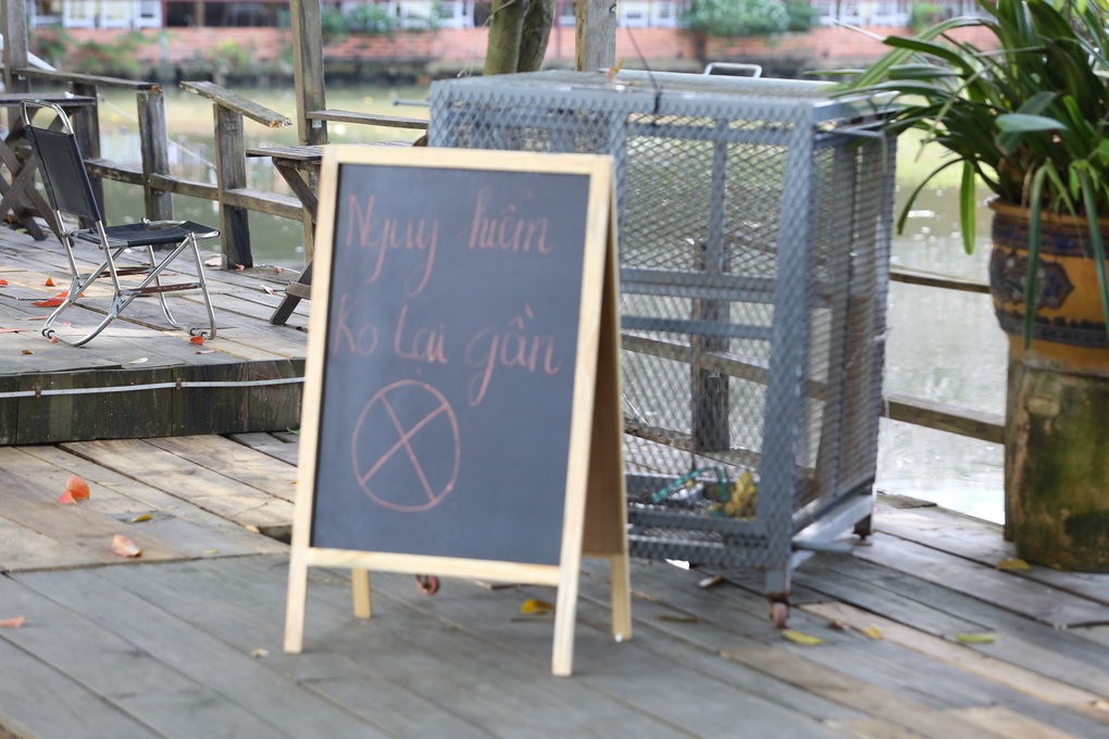 Kiểm lâm Đồng Nai truy bắt khỉ hoang tấn công nhiều người giữa phố - 2