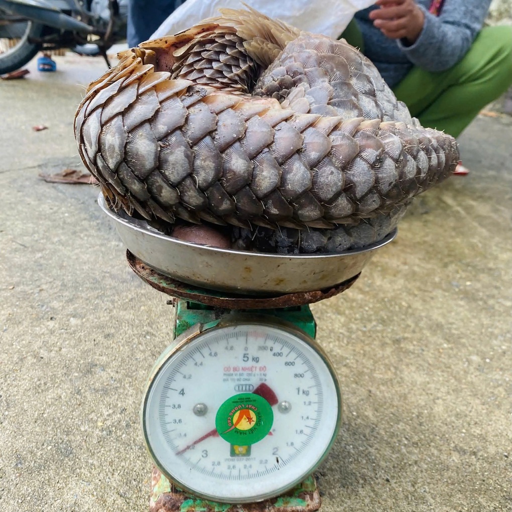 Tê tê quý hiếm dài gần 1m bò vào khu dân cư - 1 Tê tê quý hiếm dài gần 1m bò vào khu dân cư - 1