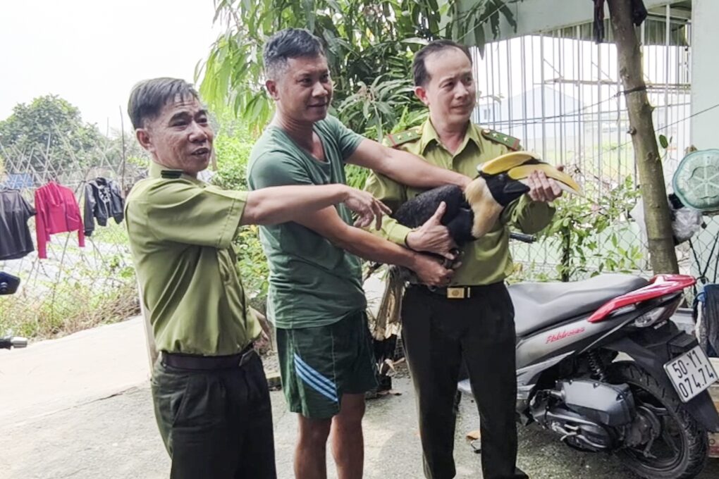 Kiểm lâm TPHCM cảnh báo rủi ro pháp lý khi nuôi nhốt chim hồng hoàng - 1
