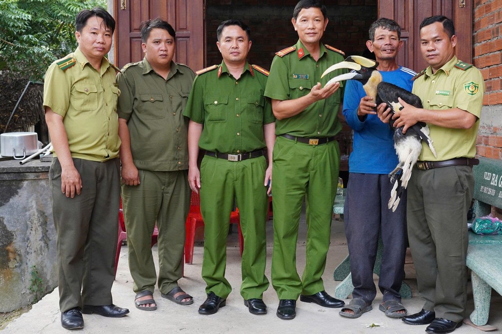 Người dân bàn giao chim hồng hoàng quý hiếm cho kiểm lâm ở Tây Ninh - 1