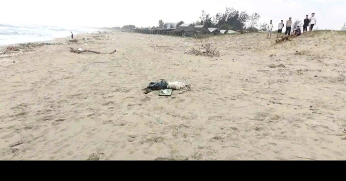 Phát hiện thi thể không còn nguyên vẹn dạt vào bờ biển