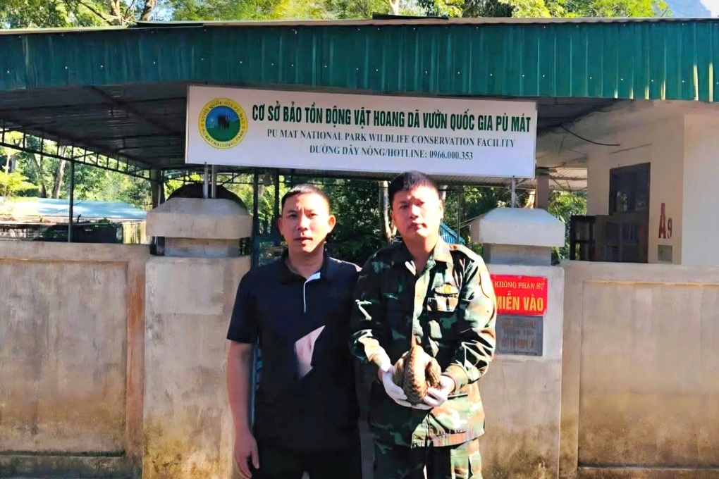 Người phụ nữ phát hiện cá thể tê tê khi đi làm rẫy - 2