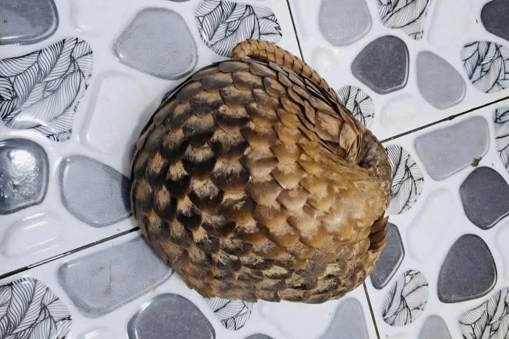 Người phụ nữ phát hiện cá thể tê tê khi đi làm rẫy - 1