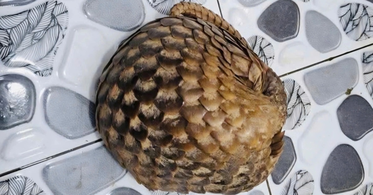 Người phụ nữ phát hiện cá thể tê tê khi đi làm rẫy