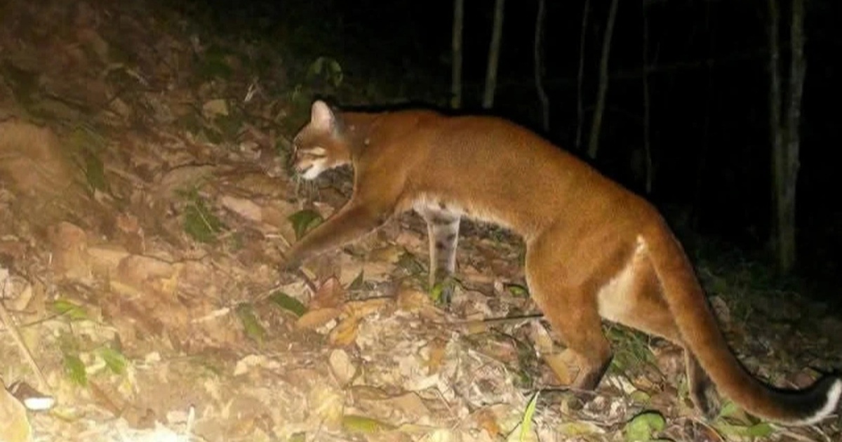 Lần đầu tiên ghi nhận hình ảnh beo lửa ngoài tự nhiên