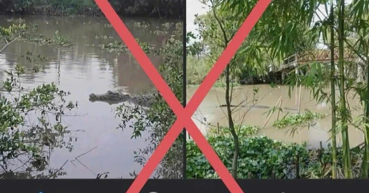 Thực hư chuyện cá sấu xuất hiện trên kênh ở Cần Thơ