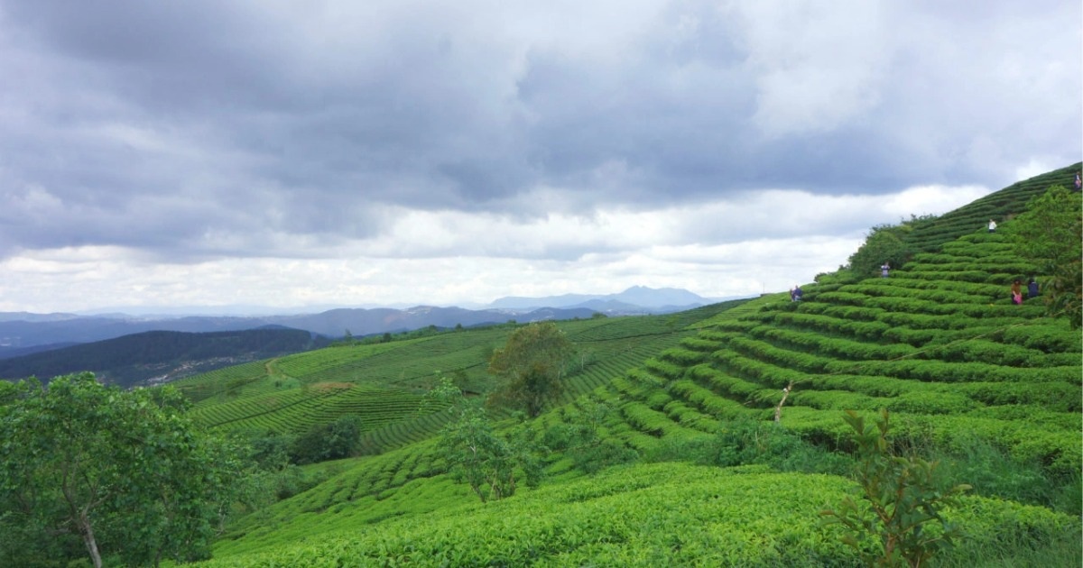 Lâm Đồng định hướng cao nguyên Di Linh thành đô thị tri thức