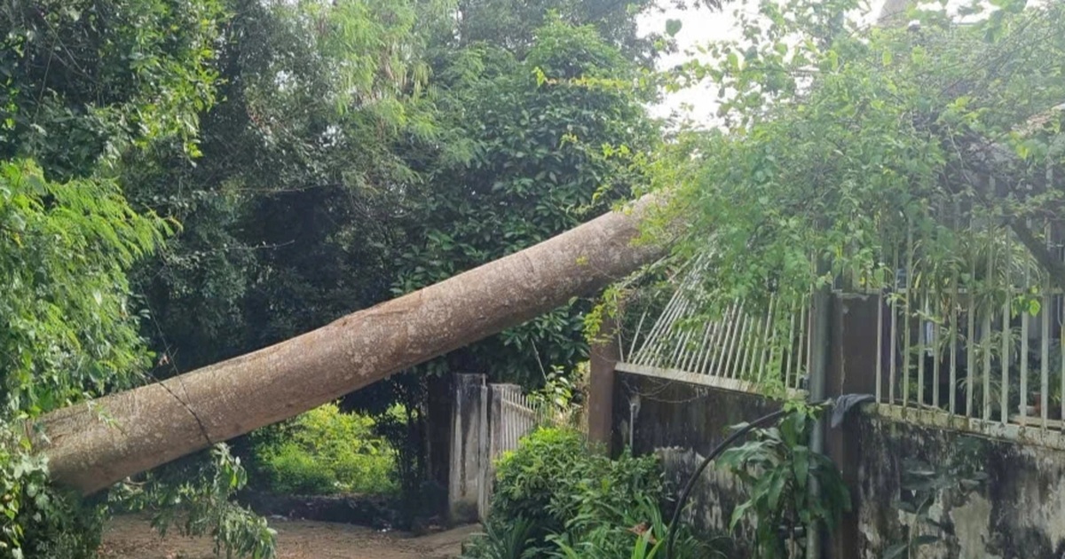 Cây cổ thụ bật gốc đè sập tường nhà dân