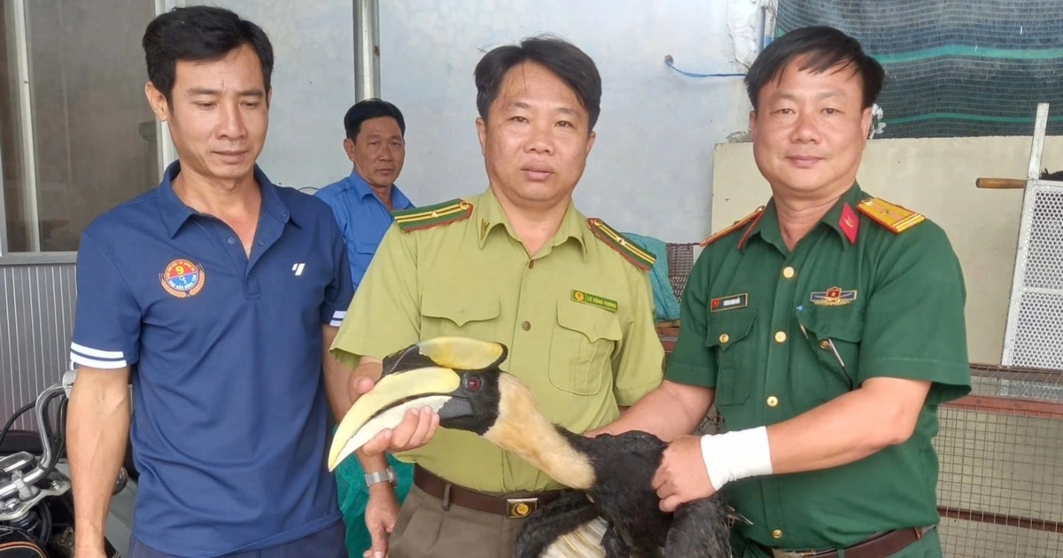 Đi làm ruộng, người dân phát hiện loài chim quý có hình dáng lạ