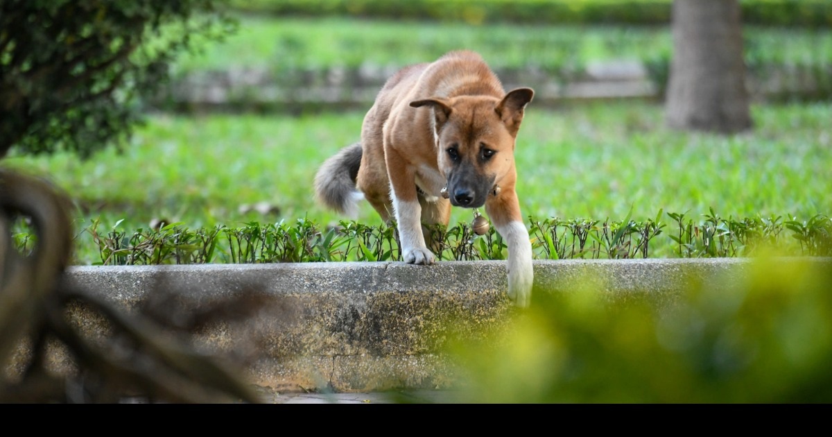 Nhiều người thản nhiên thả chó trong công viên, không rọ mõm