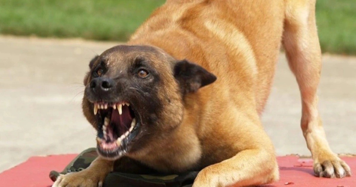 Bé gái bất ngờ bị chó tấn công vào vùng mặt ở TPHCM