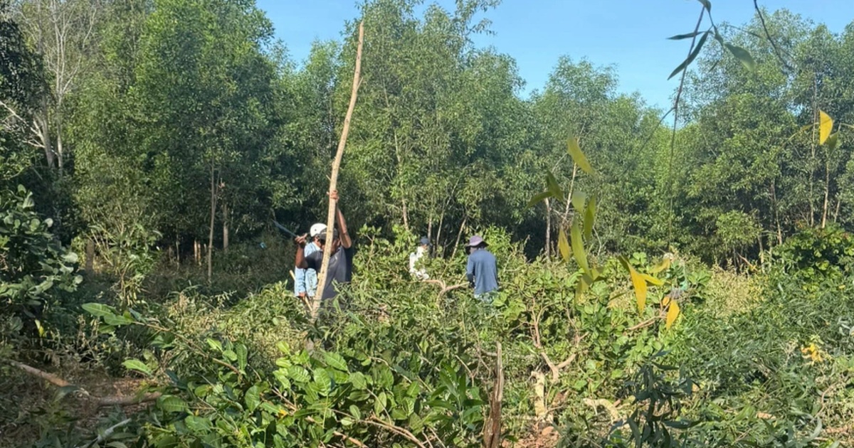 Cưỡng chế, thu hồi hơn 3ha đất rừng ở Mũi Né bị người dân lấn chiếm