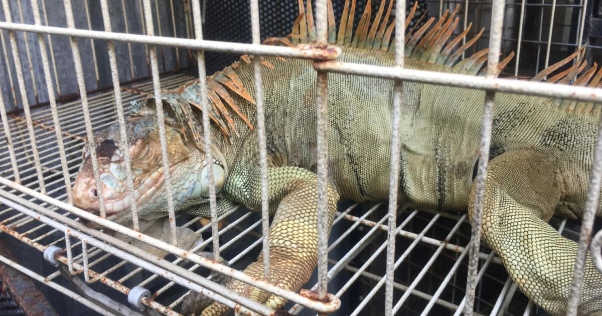 Phát hiện 75 con rồng Nam Mỹ bị nuôi nhốt trái phép ở TPHCM