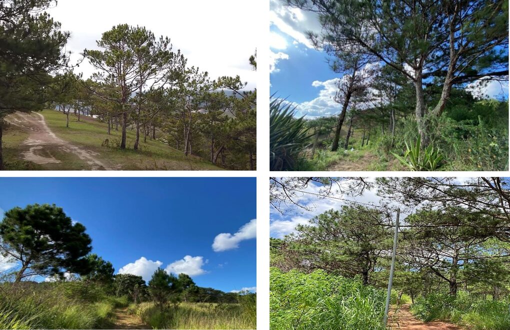 Dự án nghỉ dưỡng cao cấp lấy hơn 40ha rừng tự nhiên ở Đà Lạt - 1