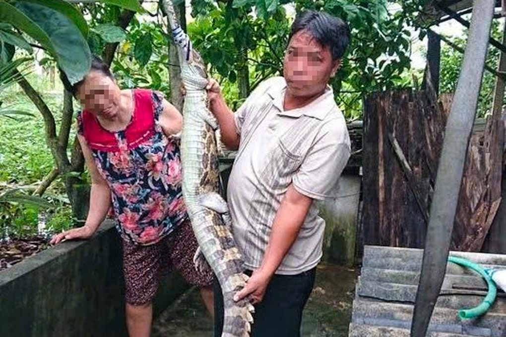 Cá sấu sổng chuồng cắn người ở Tây Ninh, chủ nuôi bị phạt 315 triệu đồng - 1 Cá sấu sổng chuồng cắn người ở Tây Ninh, chủ nuôi bị phạt 315 triệu đồng - 1