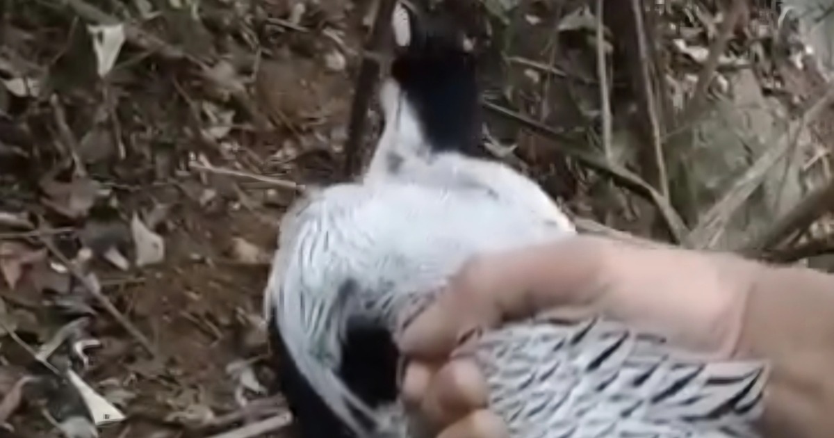 Phát hiện gà lôi trắng mắc bẫy, người đàn ông làm điều bất ngờ