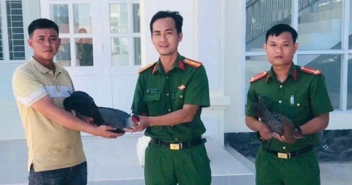 Gà lôi lông tía bất ngờ xuất hiện trong vườn nhà dân ở Lâm Đồng