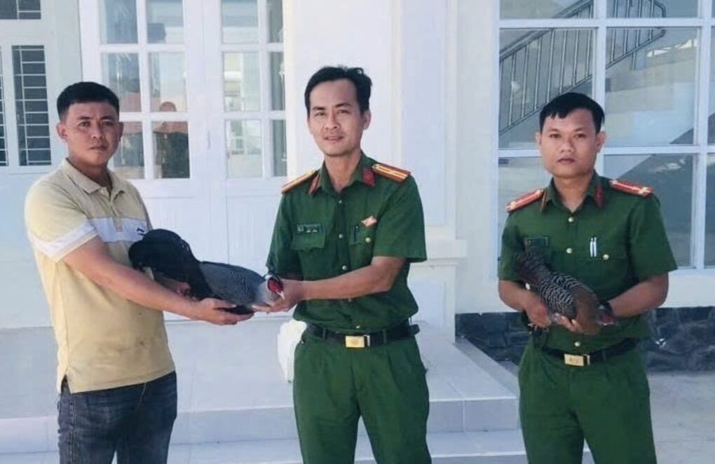 Gà lôi lông tía bất ngờ xuất hiện trong vườn nhà dân ở Lâm Đồng - 1