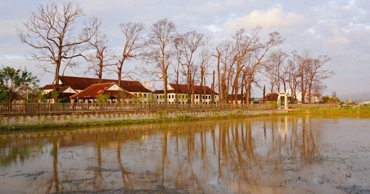 Hàng cây sao cổ thụ ở Làng Sông xác xơ sau bão, du khách nuối tiếc