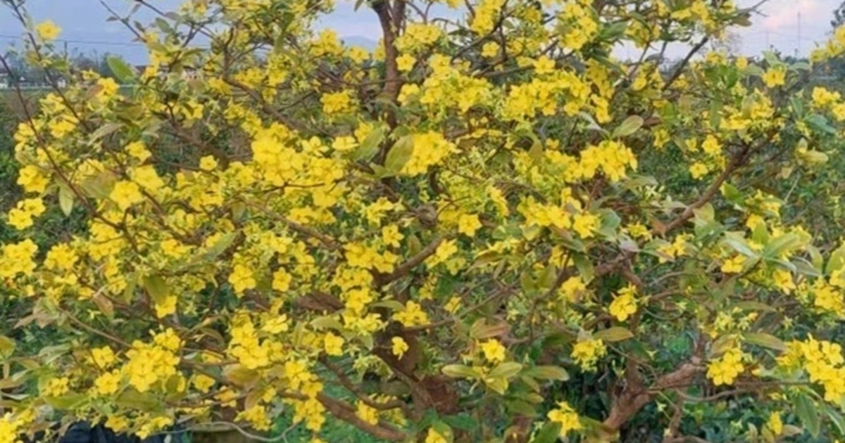 Nông dân điêu đứng vì mai Tết “cười” sau bão lũ dồn dập