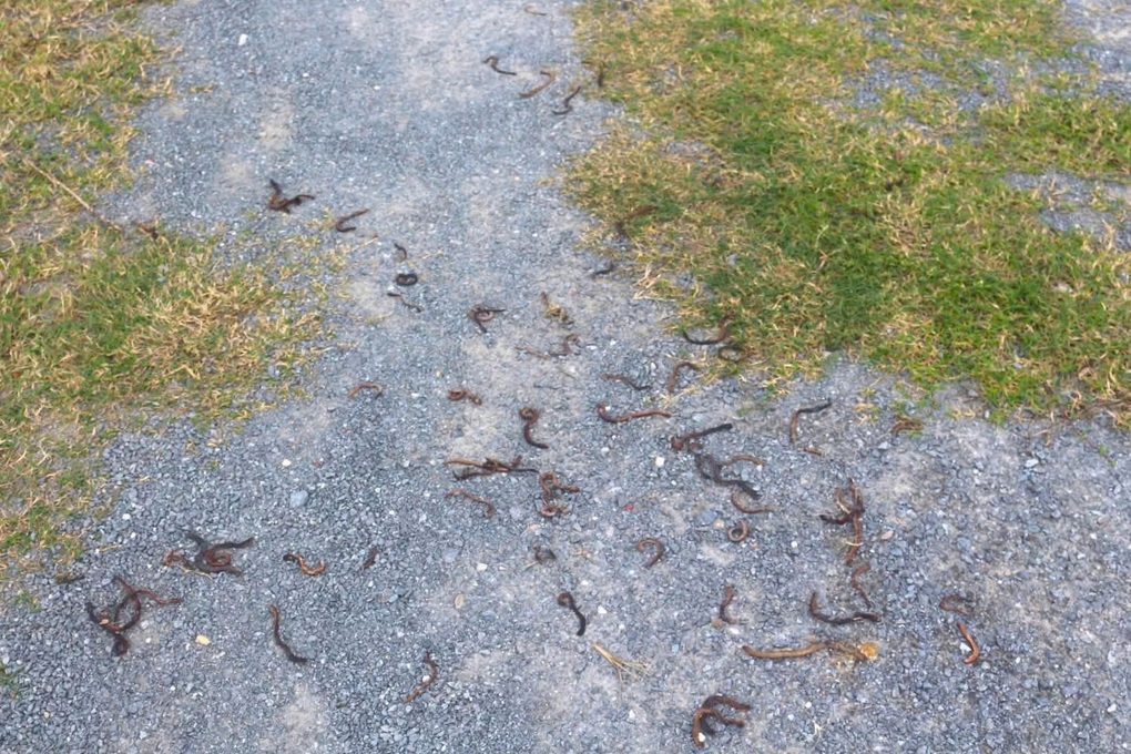 Cơ quan chức năng kết luận vụ giun ùn ùn bò lên mặt đất rồi chết khô - 1 Cơ quan chức năng kết luận vụ giun ùn ùn bò lên mặt đất rồi chết khô - 1