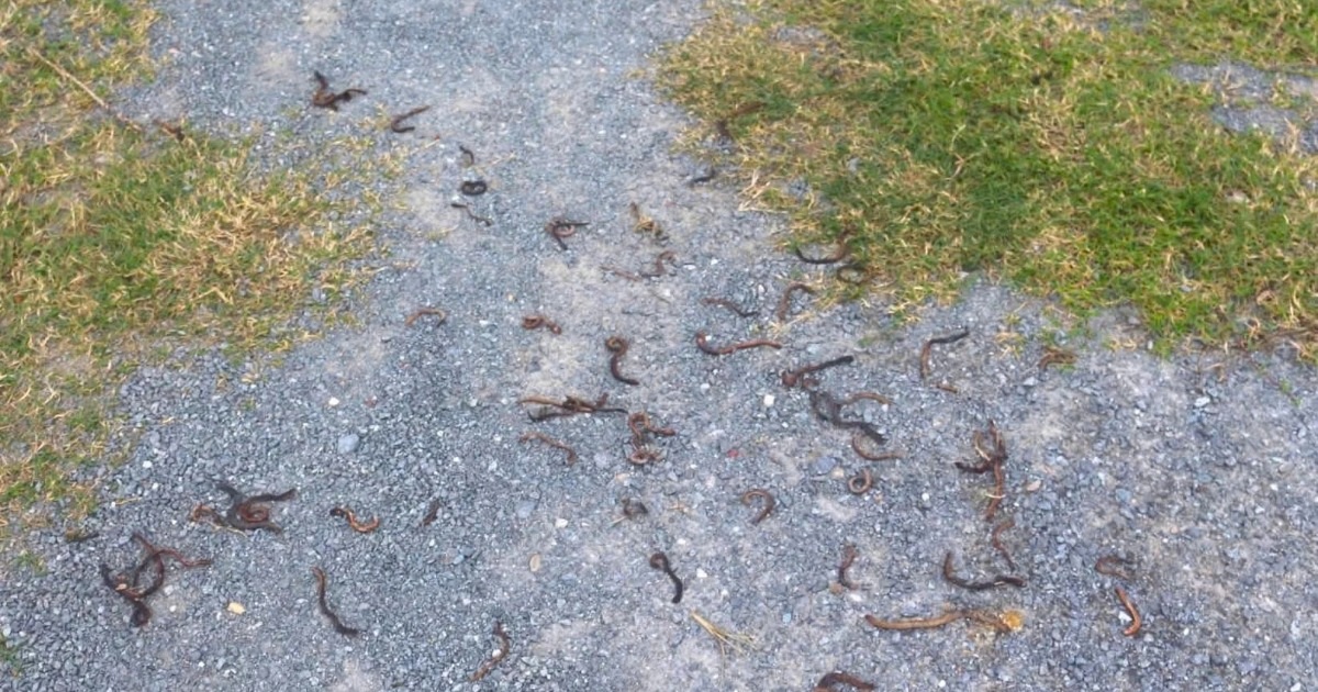 Cơ quan chức năng kết luận vụ giun ùn ùn bò lên mặt đất rồi chết khô