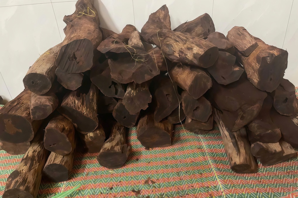 Loại gỗ tạp được mua với giá 3 triệu đồng/kg, dân đổ xô vào rừng săn tìm - 1 Loại gỗ tạp được mua với giá 3 triệu đồng/kg, dân đổ xô vào rừng săn tìm - 1