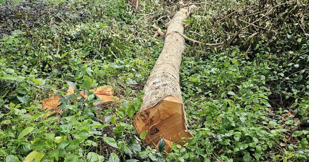 42 cây xanh gần hồ nước nổi tiếng Sóc Trăng đã bị đốn hạ