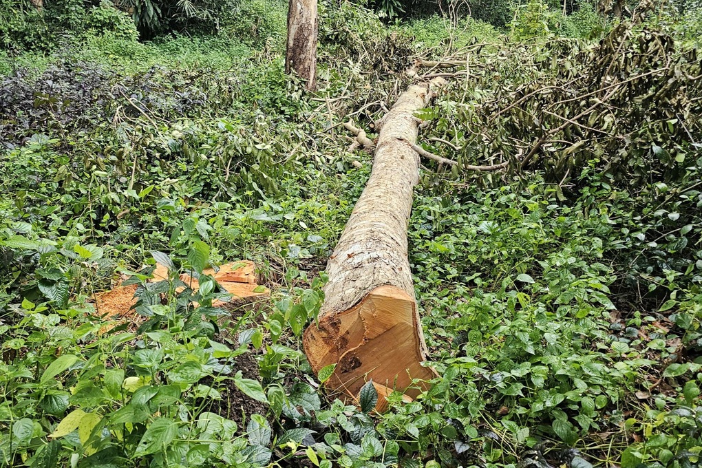 42 cây xanh gần hồ nước nổi tiếng Sóc Trăng đã bị đốn hạ - 1 42 cây xanh gần hồ nước nổi tiếng Sóc Trăng đã bị đốn hạ - 1