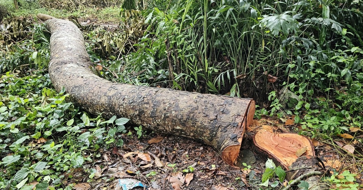 Vụ đốn hạ nhiều cây xà cừ gần hồ nước nổi tiếng Sóc Trăng: Công an vào cuộc