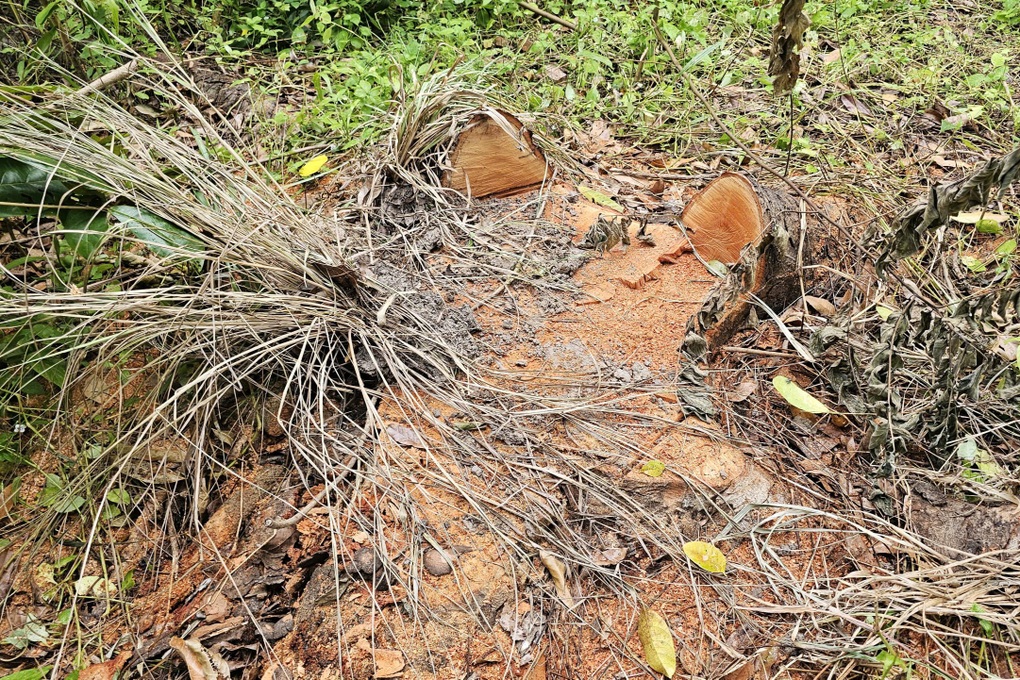 Nhiều cây xà cừ gần hồ nước nổi tiếng Sóc Trăng bị đốn chưa rõ nguyên nhân - 2