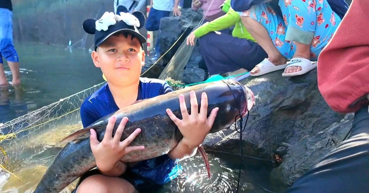 Hàng trăm người săn “lộc trời” ở hồ Trị An