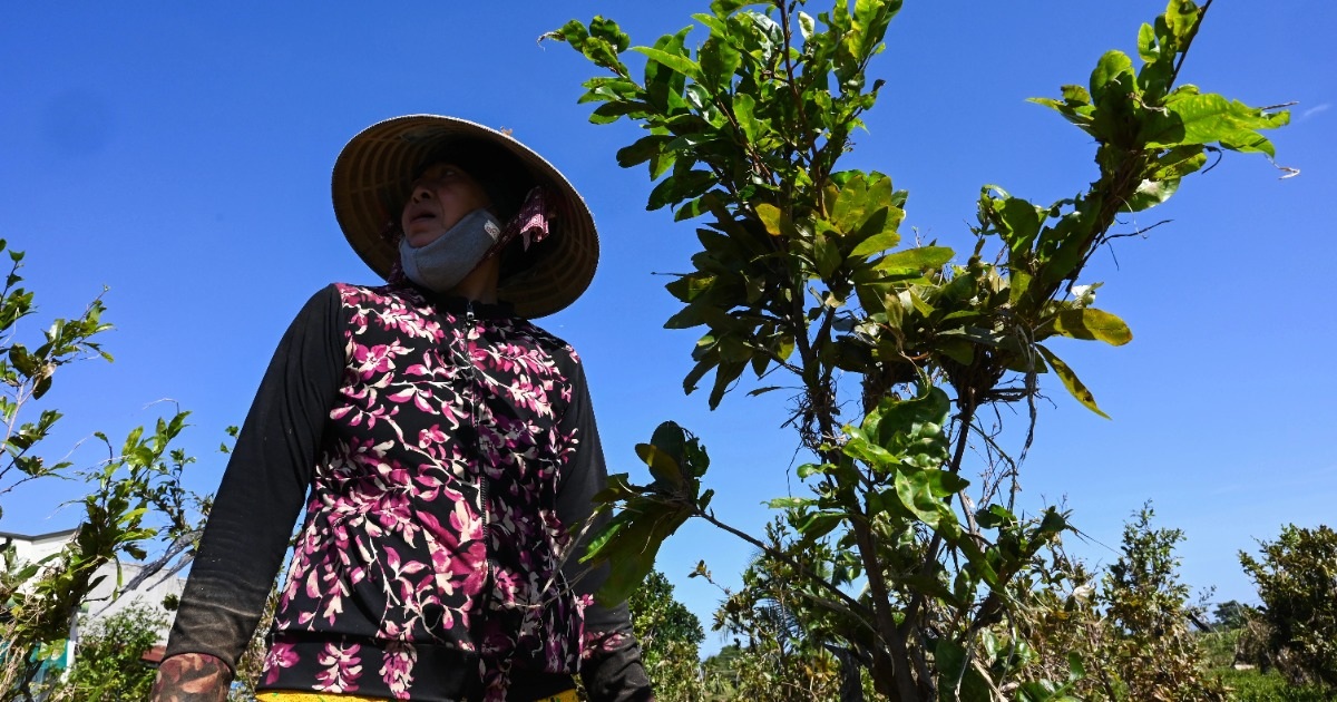 Lũ gây mất mùa, nông dân vùng Bình Thuận hết ngóng Tết
