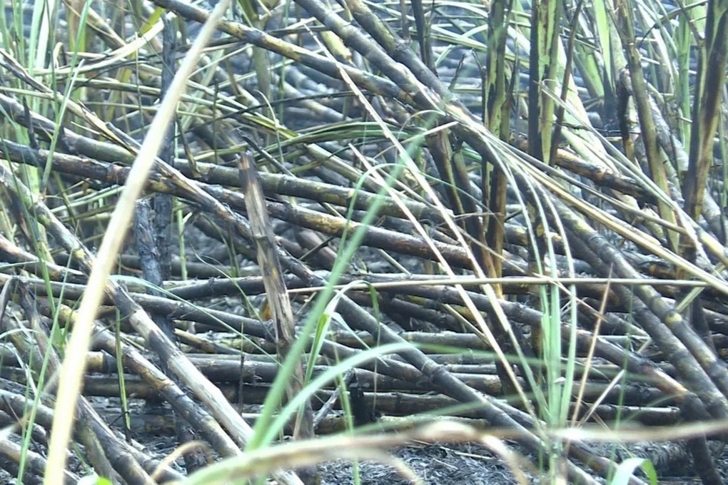 Cháy lớn ngày cuối năm “nuốt chửng” 160ha mía - 2