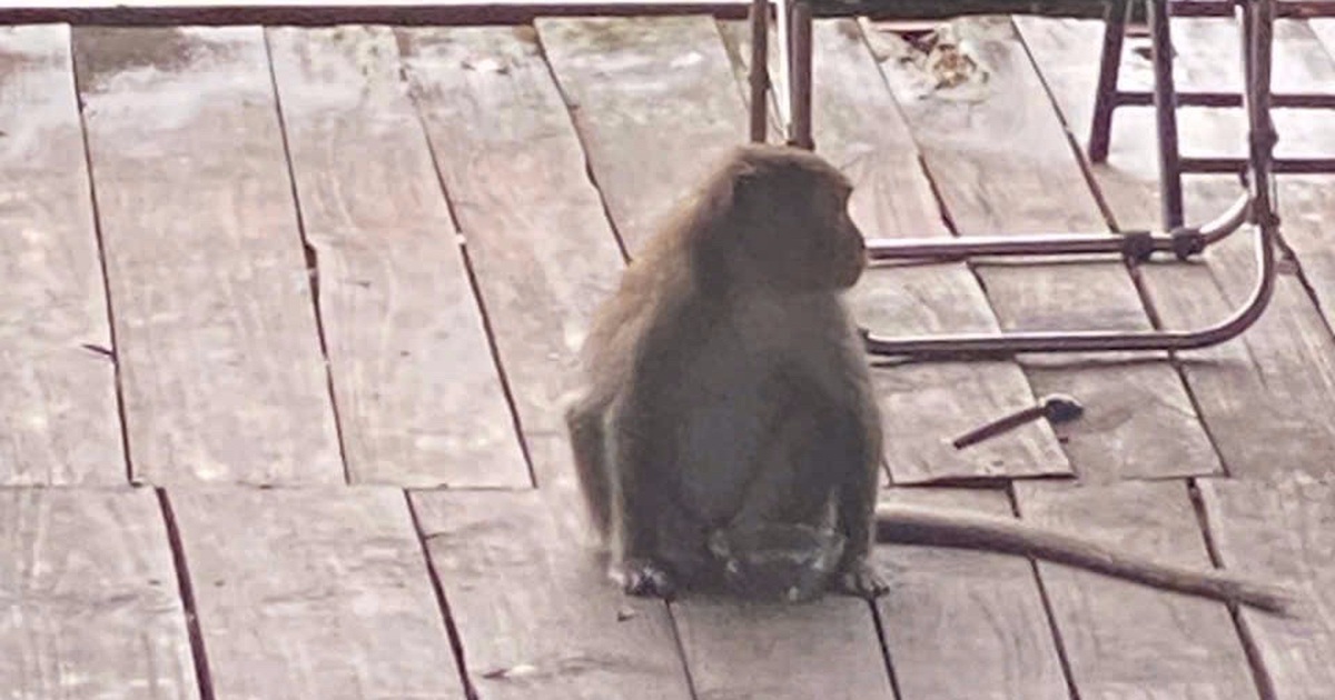 Kiểm lâm Đồng Nai truy bắt khỉ hoang tấn công nhiều người giữa phố