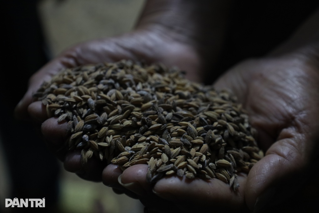 Người phụ nữ phải vứt bỏ hơn 25 tấn lúa gạo vì ông trời - 2