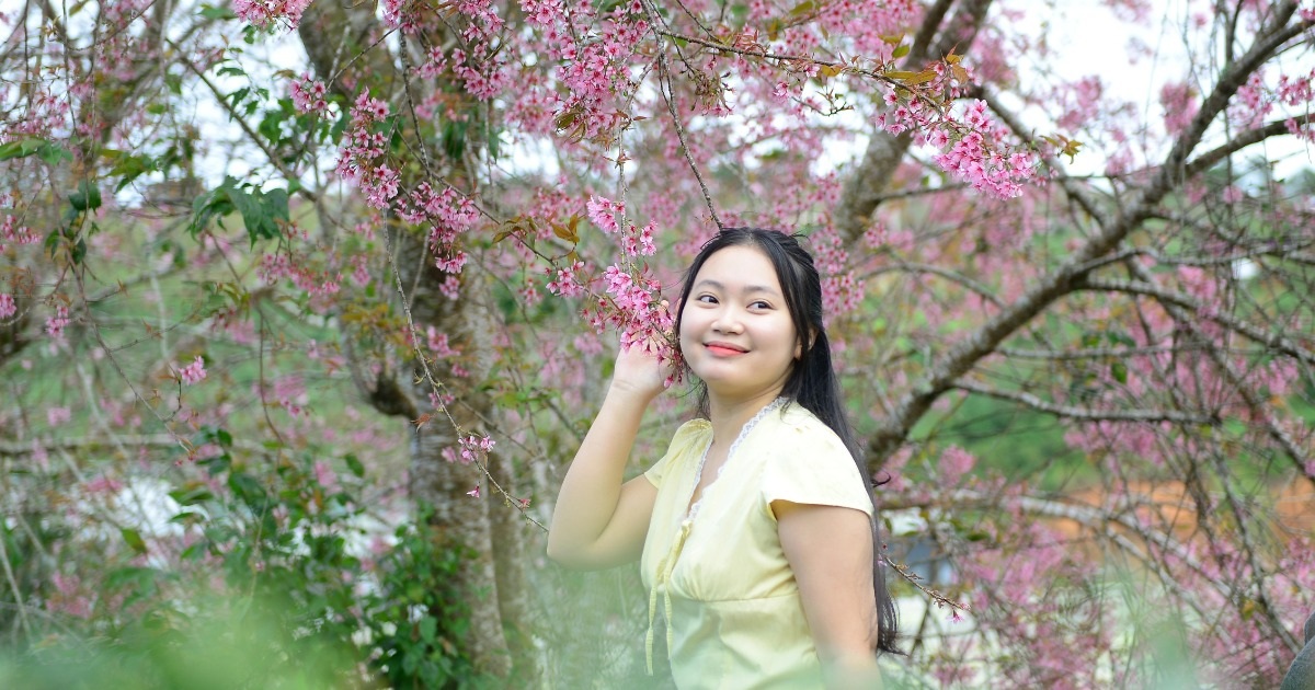 Lễ hội hoa mai anh đào diễn ra suốt 1 tháng ở Đà Lạt