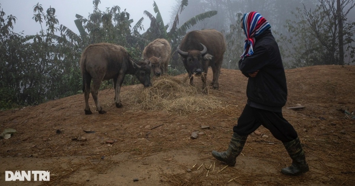Bắc Bộ xuất hiện sương mù, có nơi rét đậm, rét hại
