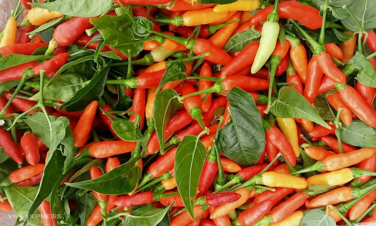 Giá ớt đắt ngang thịt bò