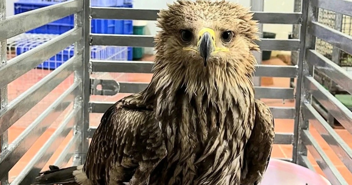 Phát hiện đại bàng nâu quý hiếm bị thương, người dân giao nộp công an