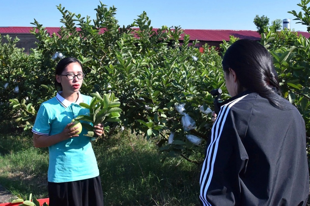 Hợp tác xã ở Hải Phòng livestream bán nông sản - 1 Hợp tác xã ở Hải Phòng livestream bán nông sản - 1